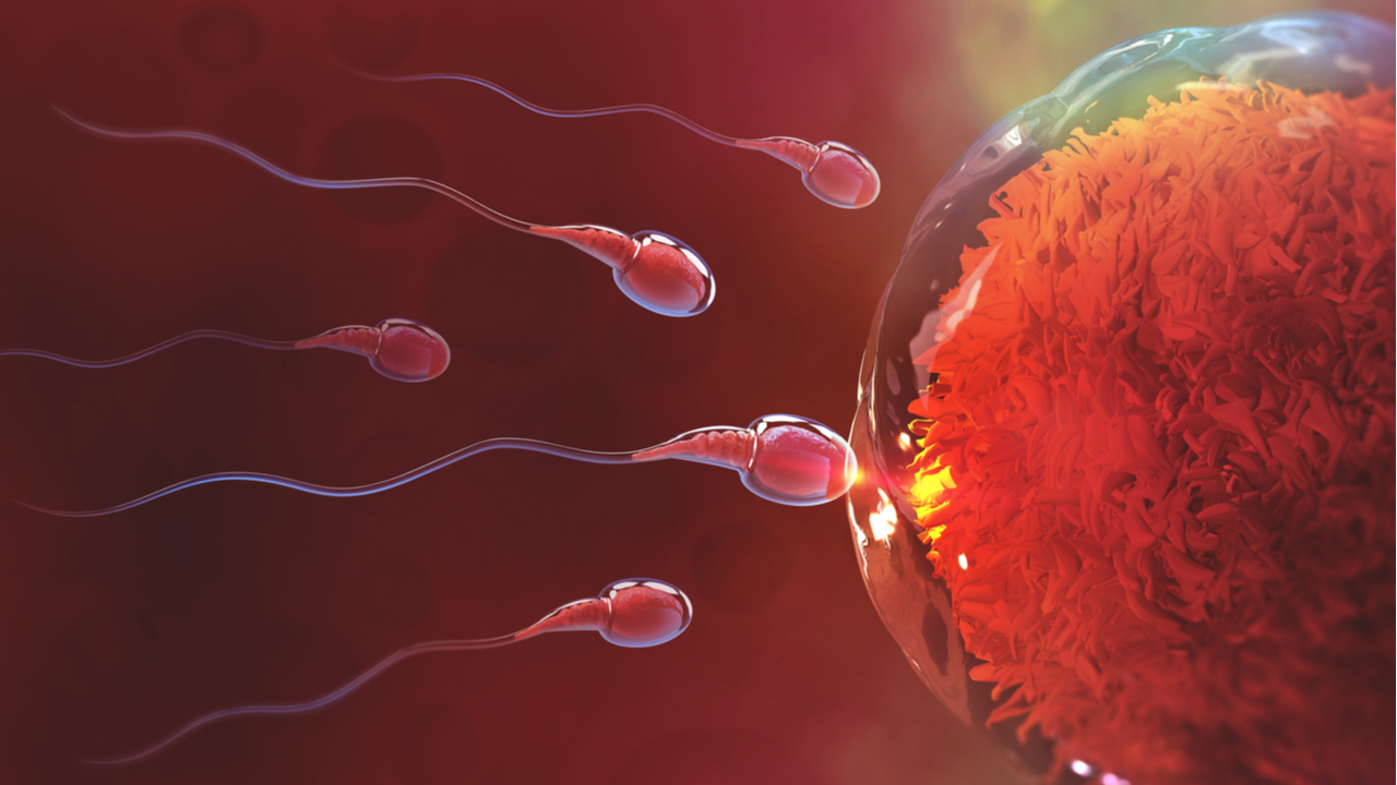 выработка организмом спермы фото 108