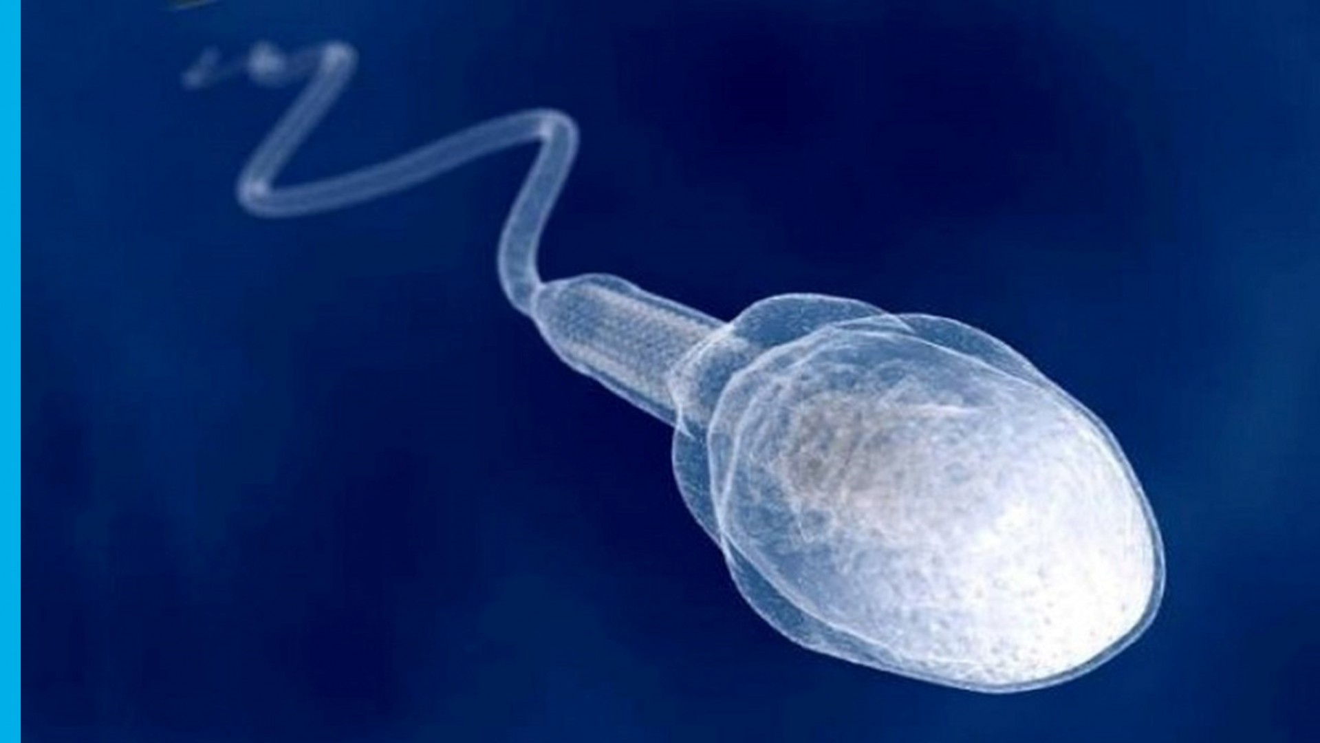Искусственная внутриматочная инсеминация спермы мужа