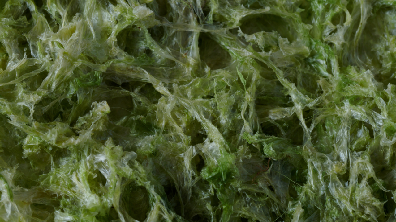 синезеленые водоросли ядовитые. вещество из водорослей. что выделяют водоросли. морская капуста dried seaweed. водоросли из которых добывают агар-агар.