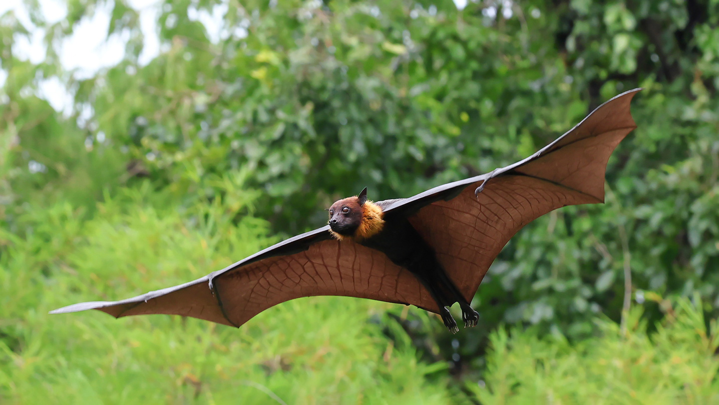 Вирус Нипах