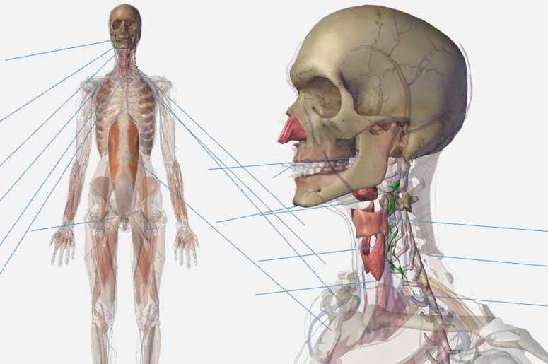 анатомический интерактивный атлас