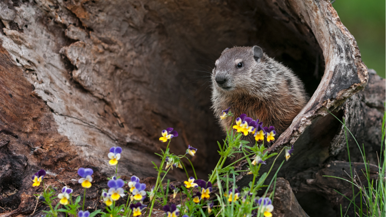 The woodchuck song