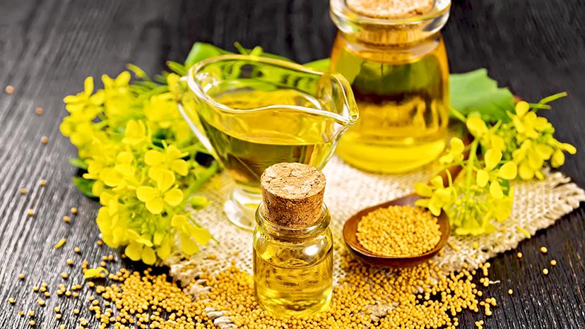 Горчичное масло: польза и вред для организма, витамины и полезные свойства - Телеканал Доктор