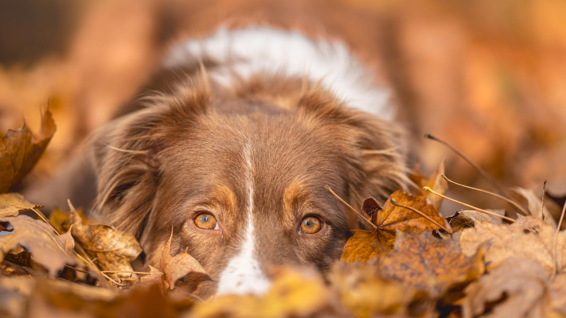 Как бороться с осенней хандрой