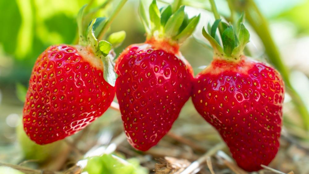 Полезно ли часто есть клубнику