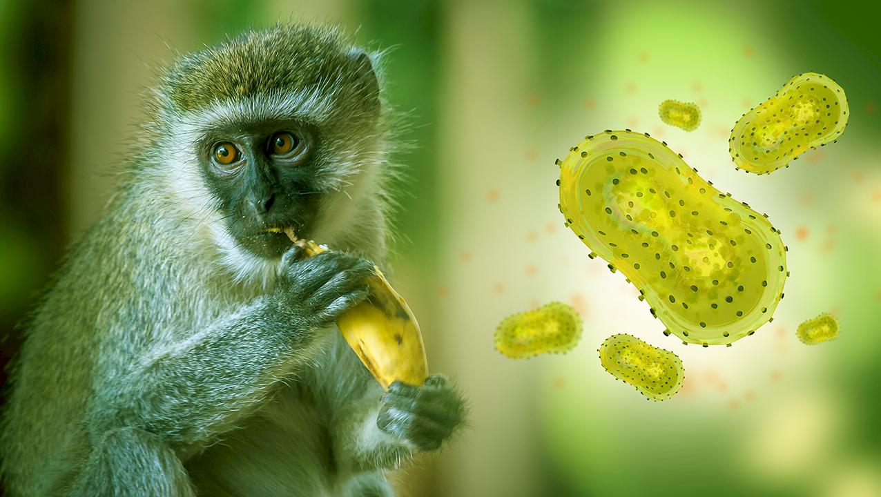 В России — первый заболевший обезьяньей оспой. Ждать ли эпидемии? 