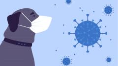 В Японии у двух собак отмечены положительные результаты теста на коронавирус