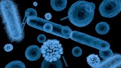 Ученые нашли способ победить супербактерии