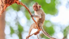 оспа обезьян, ВОЗ