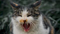 Мужчина умер из-за редкой инфекции, вызванной укусом кошки несколько лет назад