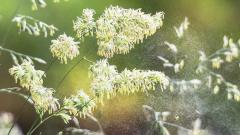 Сезон цветения: как жить с аллергией в весенне-летний период