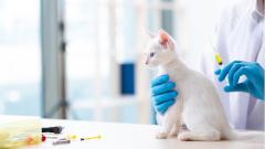 В России создадут вакцину от коронавируса для животных