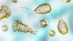 амеба-мозгоед, опасное заболевание