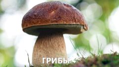 Грибы. Еда здорового человека