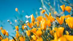 Весеннее обострение — миф или реальность?