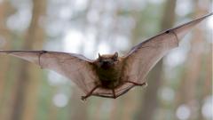 Стало известно, когда вирус SARS-CoV-2 отделился от линии летучих мышей