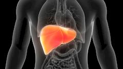 печень даже после пересадки может прожить больше 100 лет