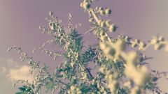 В полыни обнаружили вещество, которое может подавлять коронавирус