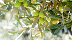 Экстракт оливковых листьев: новое средство для профилактики болезней сердца