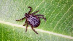 Вспышка крымской геморрагической лихорадки зафиксирована в Ростовской области