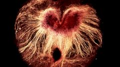 Находки Доктора