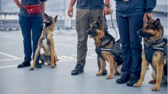 В аэропорту Хельсинки тесты на COVID-19 начали проводить собаки