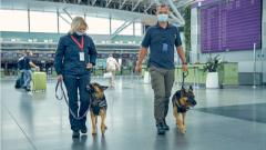 В России начали тренировать собак для выявления коронавируса