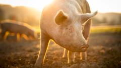 Новый штамм свиного гриппа у человека впервые обнаружен в Великобритании