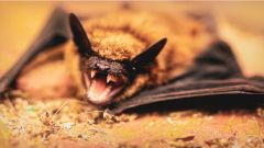 Стало известно содержание доклада ВОЗ о происхождении COVID-19