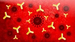 Одно из антител в крови переболевших COVID-19 оказалось «троянским»