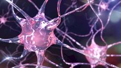 Малоизученные клетки мозга астроциты могут помочь человеку дольше обходиться без сна