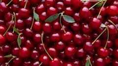 вишня вред польза