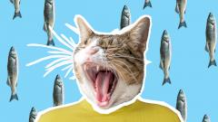 Правила интуитивного питания