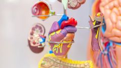 Эксперт: инфекционные заболевания могут дать осложнения на сердце