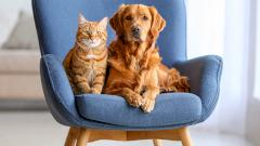 У тех, кто не любит животных, нашли одно общее свойство личности