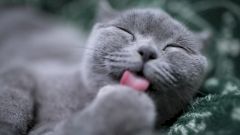 Умирают ли кошки от коронавируса?