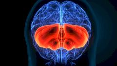 Открыта новая «эмоциональная» функция мозжечка