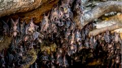 Появилась новая версия о происхождении вируса SARS-CoV-2