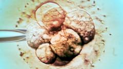 Впервые в мире из незрелой замороженной яйцеклетке родился ребенок