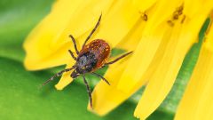 Что делать, если вас укусил клещ?