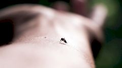 Специалисты спрогнозировали появление в России комаров — переносчиков лихорадки Западного Нила