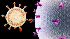 Выявлена мутация, которая привела к пандемии коронавируса