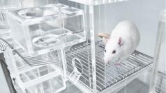 Вакцина от коронавируса защитила мышей от инфекции на 13 недель