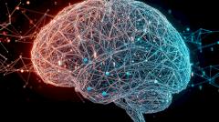Найден «биологический переключатель» в мозге, объясняющий различия в поведении мужчин и женщин
