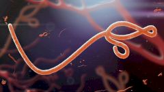 Что делает с человеком вирус Эбола?