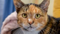 Бессимптомный токсоплазмоз вовсе не так безобиден: исследование