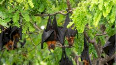 Ученые нашли объяснение тому, почему коронавирус появился в Китае