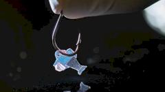 Создана рыба-робот, работающая на клетках человеческого сердца