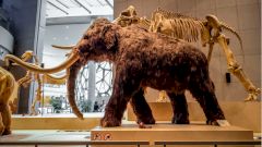 Центр «Вектор» начал изучать древние вирусы, чтобы лучше понять настоящие