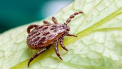 В Подмосковье пенсионер чуть не лишился слуха из-за клеща